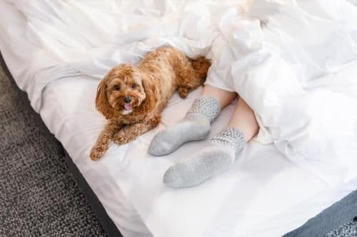 Two-Bedroom Apartment - Pet Package