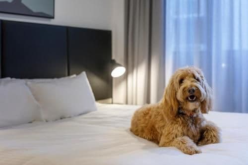 Two-Bedroom Apartment - Pet Package