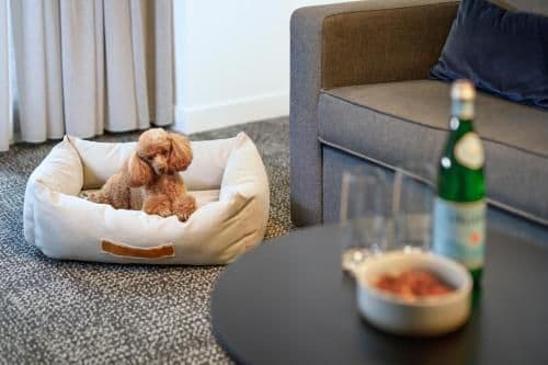Two-Bedroom Apartment - Pet Package