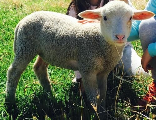 Morella Farm1