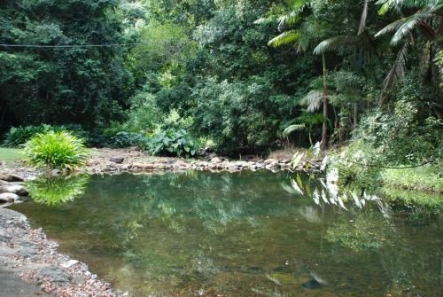 Wollumbin Palms Rainforest Retreat3