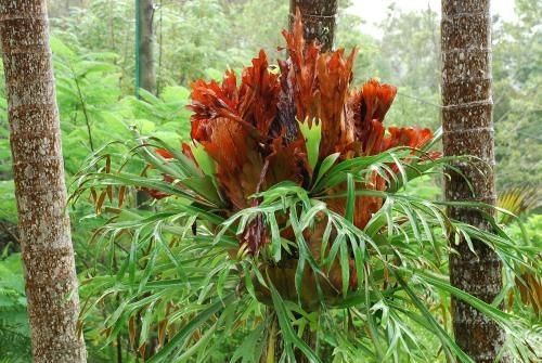 Wollumbin Palms Rainforest Retreat2