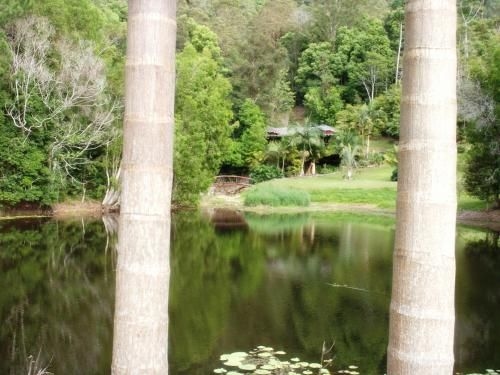 Wollumbin Palms Rainforest Retreat1