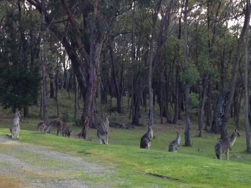 Araluen Boutique Accommodation1