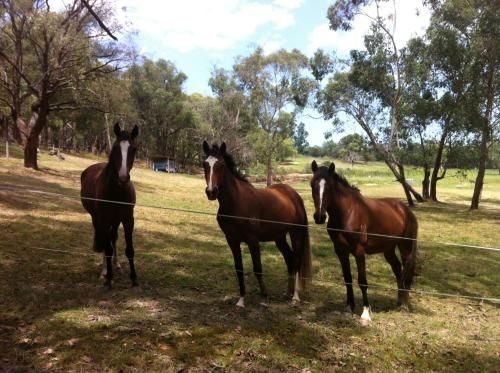 Avoca Park2