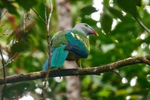 Daintree Peaks ECO Stays3