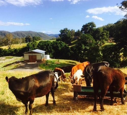 Amaroo Valley Springs1