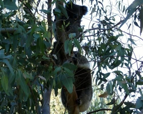 Friends at McLaren Vale3