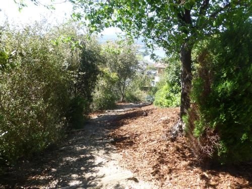 Protea Hill4