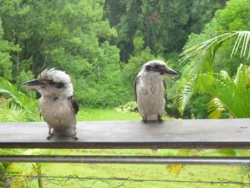 Kookaburra Chalet