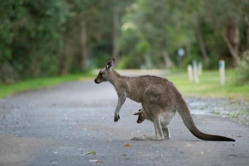 NRMA Myall Shores Holiday Park4