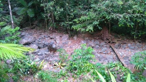 Black Palm Cape Tribulation1
