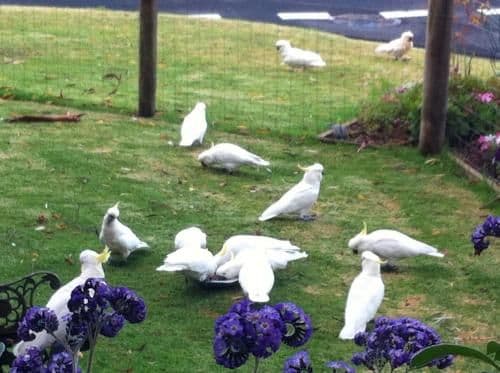 Cottage - Cockatoo