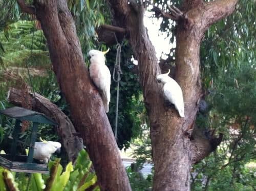 Cottage - Cockatoo