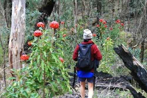 Mountain Whispers Leura Rose3