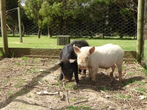 Ripples n Tonic Farmstay2