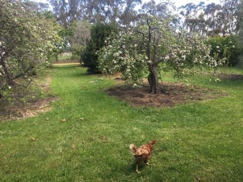 Bush Retreat Farm Stay3