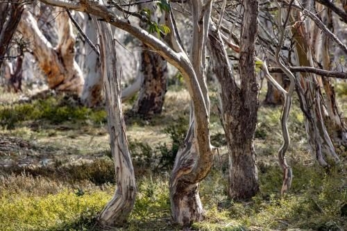 Snowgums 073