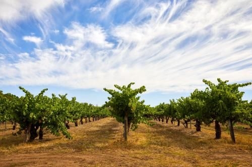 Le Mas Barossa (Le Mas Barossa Valley)4