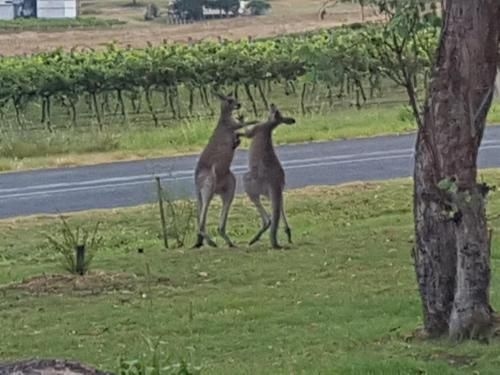A Stanthorpe Getaway4