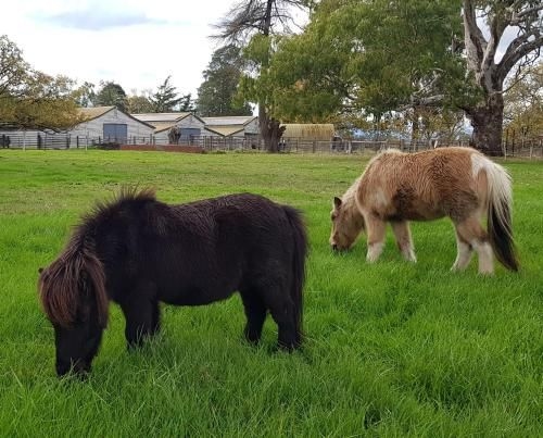 Olinda Yarra Cottage4