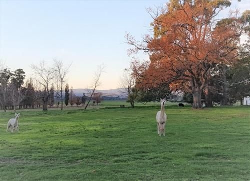 Olinda Yarra Cottage2