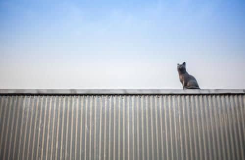 Cat on a Hot Tin Roof Cat on a Hot Tin Roof