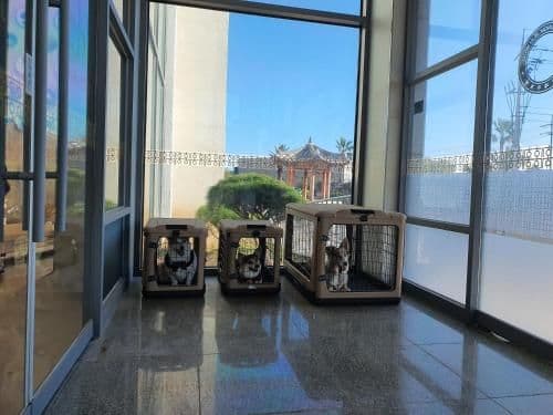 Family Room - Pet-Friendly