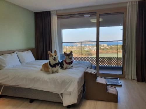 Deluxe Twin Room - Pet-Friendly