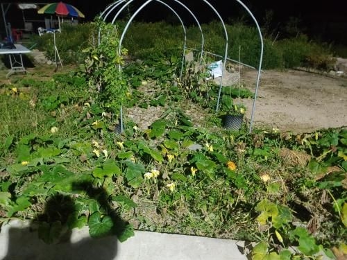 Jack and Apple Tree0