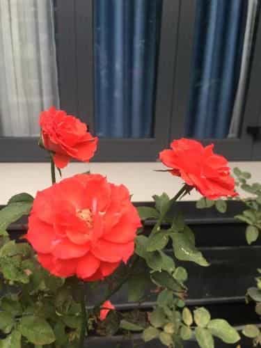 Cherry Garden Homestay Cherry Garden Homestay