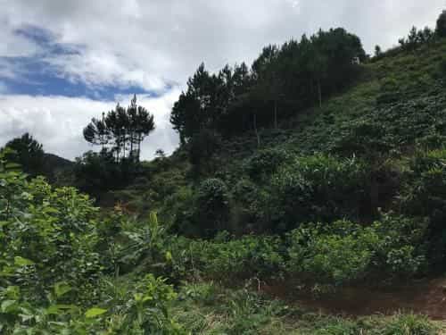 OVi coffee farmstay Da Lat OVi coffee farmstay Da Lat