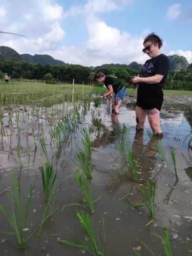 Tam Coc Lotus Flower Homestay Tam Coc Lotus Flower Homestay