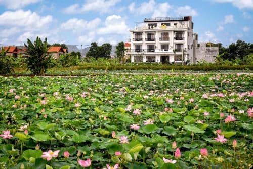 Lotus Hotel Ninh Binh Lotus Hotel Ninh Binh