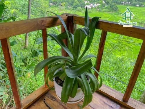 Double Room with Mountain View