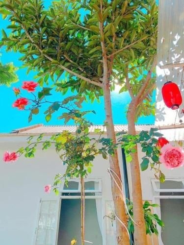 Đà lạt May Casa Homestay (Da lat May Casa Homestay)4