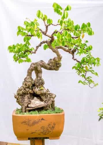 Bonsai Villa Hoi An Bonsai Villa Hoi An