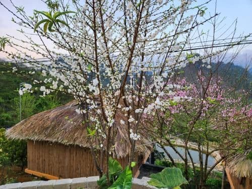 Bungalow with Garden View