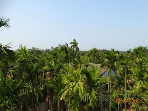 King Room with Garden View