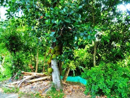 Flower & Frog Homestay Flower & Frog Homestay