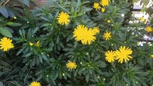 Mai DaLat Homestay Mai DaLat Homestay