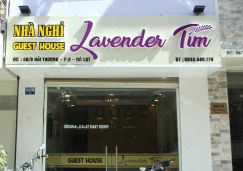 Lavender Tim Lavender Tim