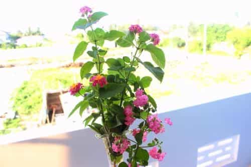 Hoi An Sea Sunset Homestay Hoi An Sea Sunset Homestay