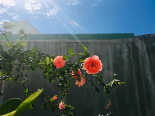 Thanh Nhan homestay Vung Tau Thanh Nhan homestay Vung Tau