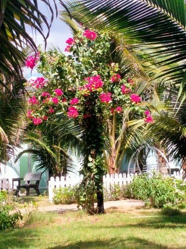 Bungalow - Beach Front
