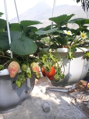 Organic Farm Homestay2