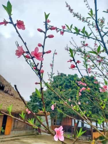 Dao Homestay Dao Homestay