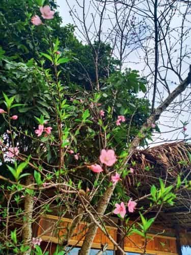 Dao Homestay Dao Homestay