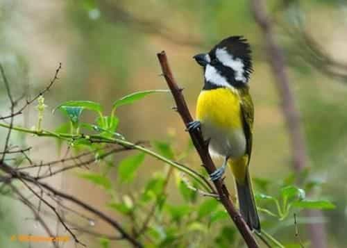 Gibbon Singing Home Stay Gibbon Singing Home Stay