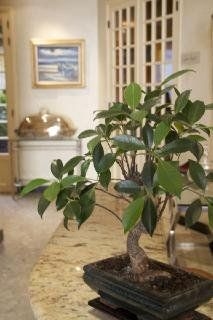 Best Western Le Dauphin3